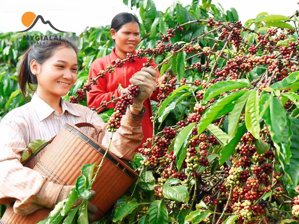 Du Lịch Gia Lai