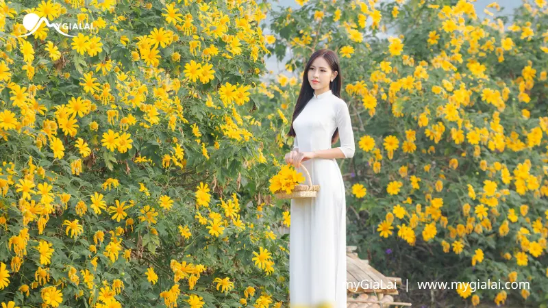 Hoa Dã Quỳ: Ý nghĩa, hình ảnh, cách trồng, chăm sóc tại nhà