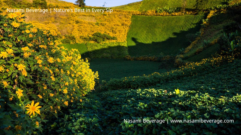 Núi lửa Chư Đăng Ya