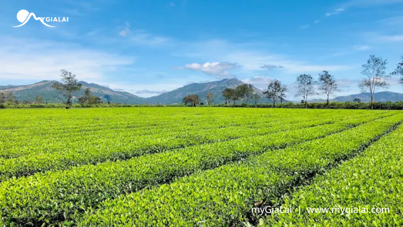 Du lịch Gia Lai 3 ngày 2 đêm lịch trình gợi ý