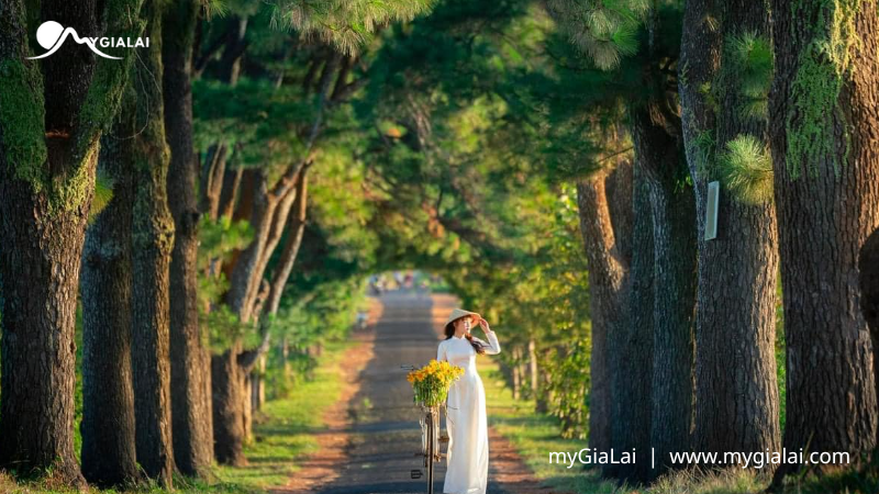 Hàng thông trăm tuổi Gia Lai