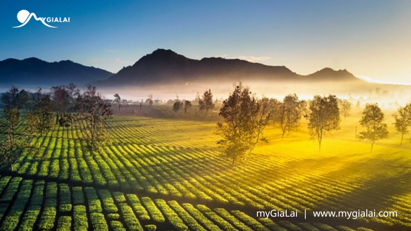 Hàng thông trăm tuổi Gia Lai