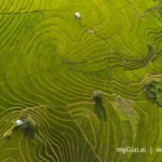 Ruộng bậc thang Chư Sê