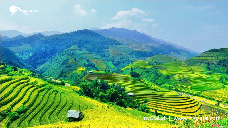Ruộng bậc thang Chư Sê