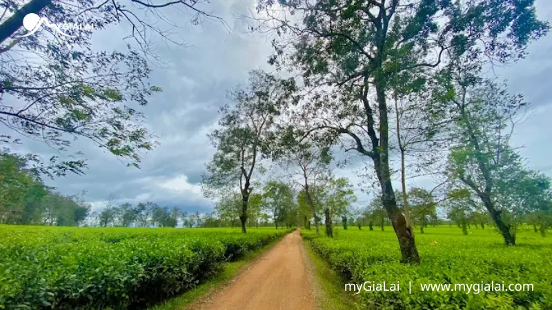 Biển Hồ Chè Gia Lai