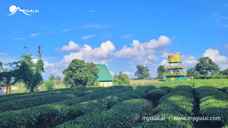 Biển Hồ Chè Gia Lai