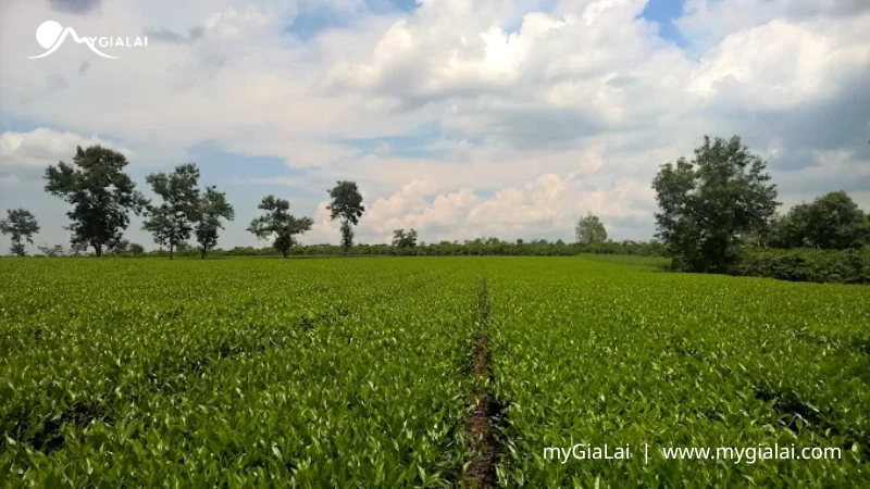 Biển Hồ Chè Gia Lai