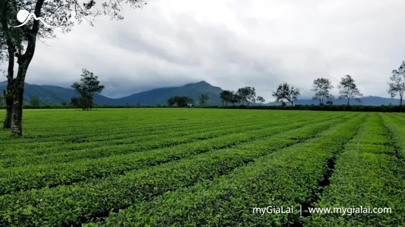 Biển Hồ Chè Gia Lai