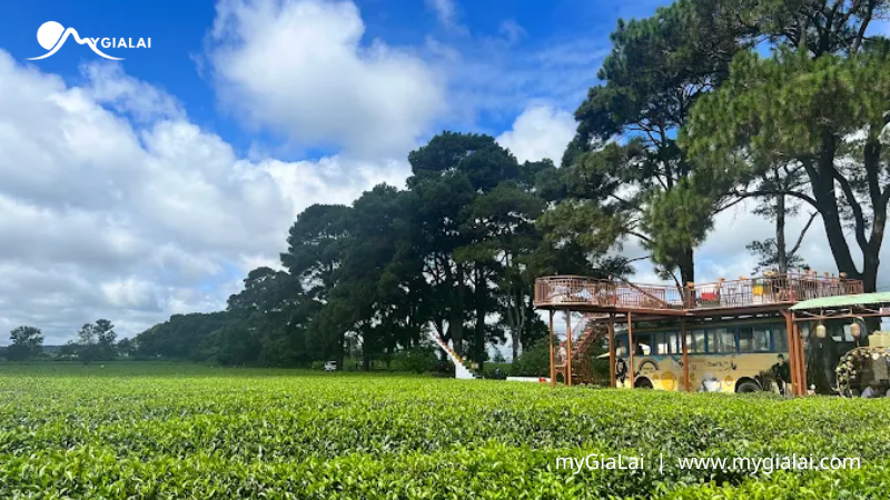Điểm Đến Gia Lai Tuyệt Đẹp