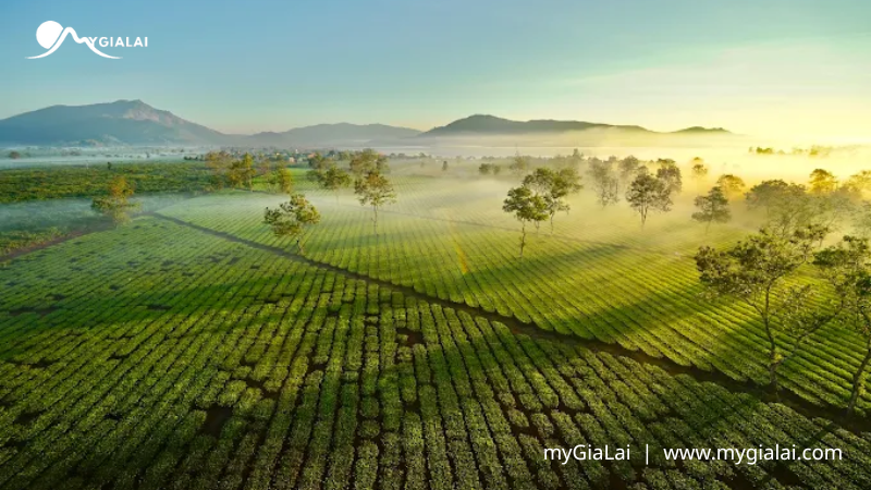 Điểm Đến Gia Lai Tuyệt Đẹp