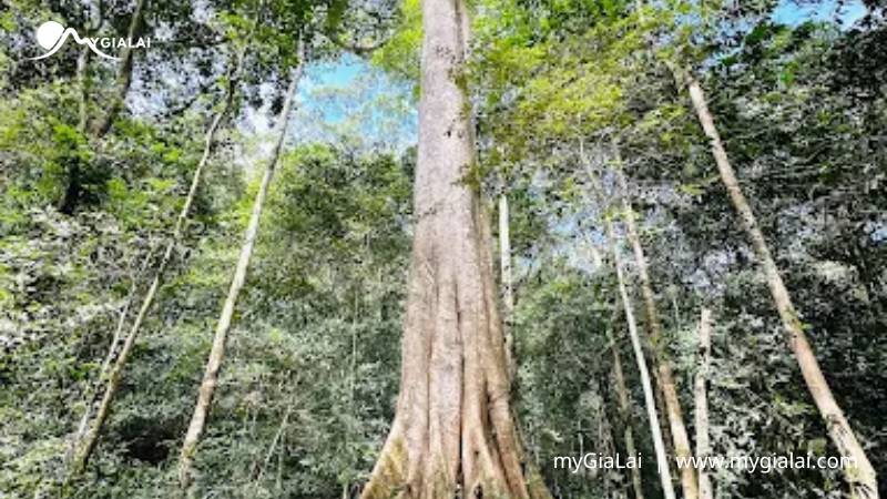 Điểm Đến Gia Lai Tuyệt Đẹp