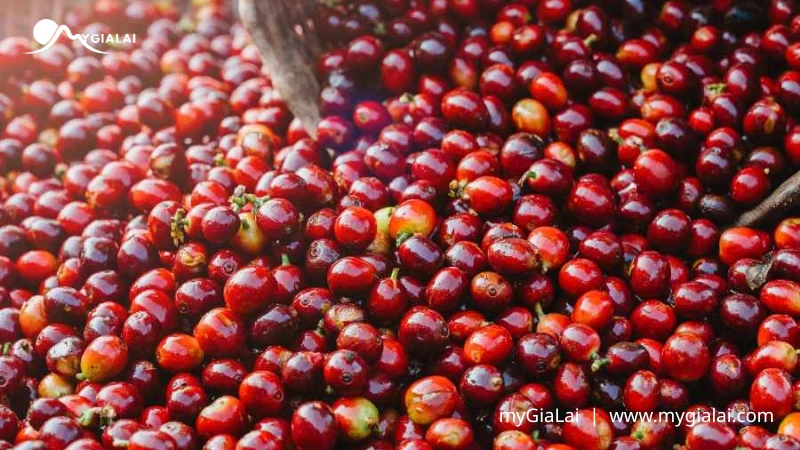Cà phê Gia Lai: Tinh hoa đại ngàn và hướng dẫn thưởng thức