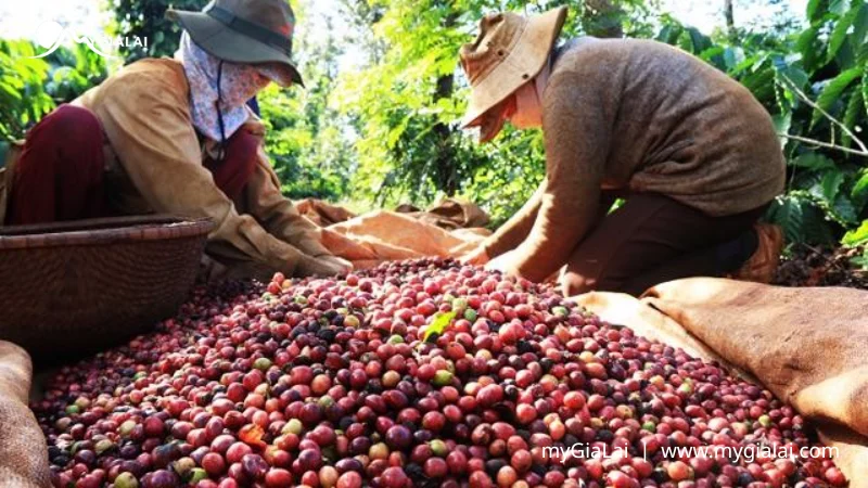 Cà phê Gia Lai: Tinh hoa đại ngàn và hướng dẫn thưởng thức