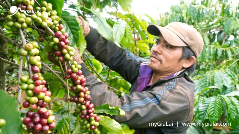 Cà phê Gia Lai: Tinh hoa đại ngàn và hướng dẫn thưởng thức