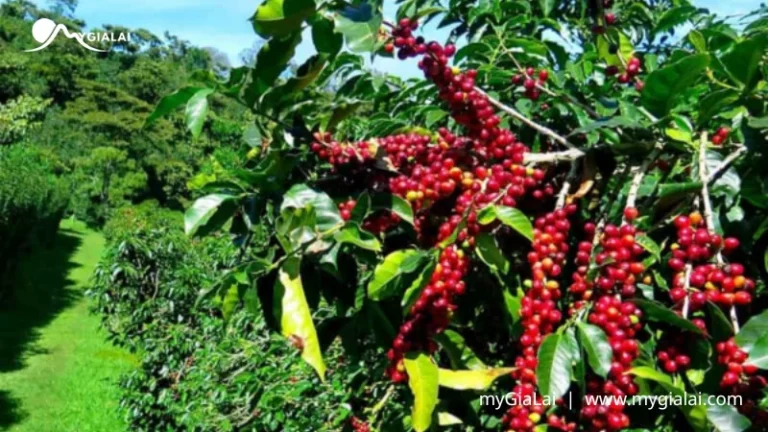 Cà phê Gia Lai: Tinh hoa đại ngàn và hướng dẫn thưởng thức