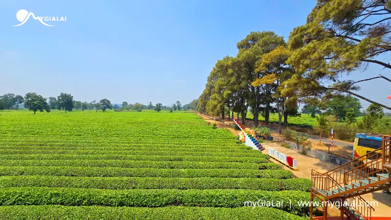Lịch trình du lịch Gia Lai tự túc 3 ngày 2 đêm chi tiết